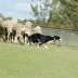Pluto chases sheep