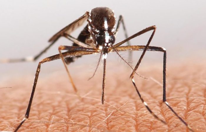 mosquito-about-to-bite 750x450